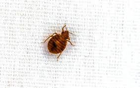what causes bedbugs on a mattress