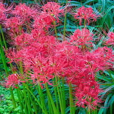 Red Spider Lily Spring Hill Nurseries