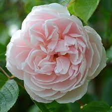 rosa the generous gardener ausdrawn