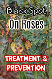 black spot on roses treatment