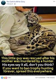 Baca mother hunting chapter 03 bahasa indonesia gratis hanya di mangadop. This Leopard Cub S Mother Was Not Killed By A Trophy Hunter Fact Check