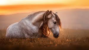 horse hd photography