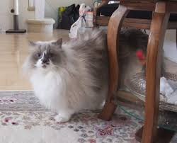 To me, all cats are special, but there are certain siamese cat characteristics that sets this particular breed apart from the others. Ragdoll Cat Personality What Traits Temperament Describe Your Cat Floppycats
