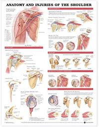 Anatomical Chart Company Anatomy And Injuries Of The Shoulder Anatomical Chart