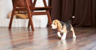 Dogs And Hardwood Floors An Unnatural
