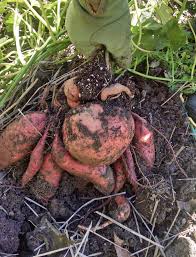 how to harvest and cure sweet potatoes