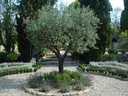 Olive Tree And Rosemary Mediterranean