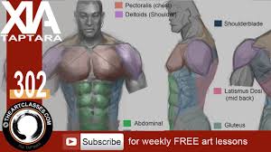 Great learning anatomy model for human torso for kids: How To Draw Muscular Body Torso Anatomy Drawing Youtube