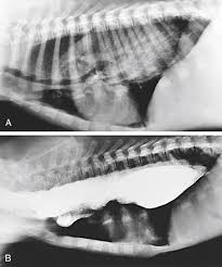 Megaesophagus — an enlarged esophagus —i s more common in dogs than cats and is marked by regurgitation of food. Esophagoscopy Veterian Key