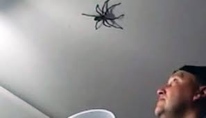Dad Spots A Giant Spider On The Ceiling