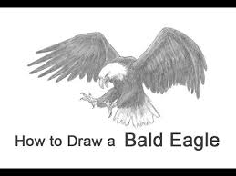 to draw a bald eagle flying hunting