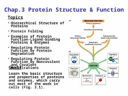 ligand binding proteins enzymes