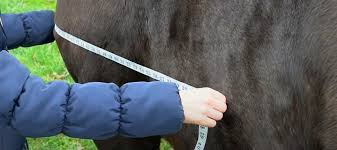 measuring your horse for a weatherbeeta rug