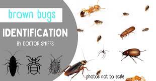 12 exles of brown bugs in a house