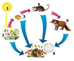 Resultado de imagen para RELACION DE ORGANISMOS