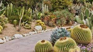 arizona threatens saguaro cactuses