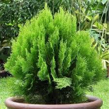 Outdoor Plants For Roadside Tree At Rs