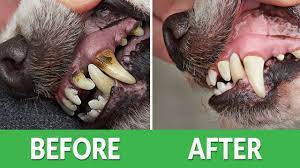 how to fix bad dog breath ultimate
