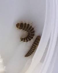 carpet beetle larvae in scalp and hair