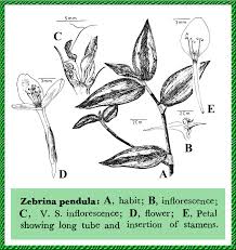 Zebrina pendula in Flora of Pakistan @ efloras.org