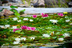 Menu & reservations make reservations. How To Winterize Waterlilies Diy