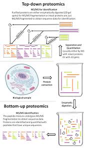 Bottom Up Proteomics Wikipedia