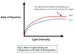 Photosynthesis Limiting Factors