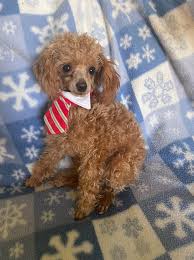 toy poodle puppies in grand