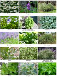 How To Grow Herbs For Texas Landscapes Growing Herbs