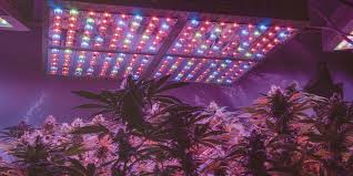 Like t5's and clf's.or is it a must to use differnt kinds of lights for each stage.help me out! Best Lights For Growing Weed At Every Stage Skunk Magazine
