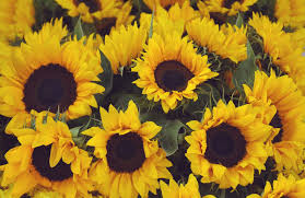 yellow vine sunflower fl