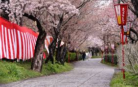 Memang liburan ke luar negeri membutuhkan dana yang relatif tidak sedikit. Wisata Jogja Bunga Sakura Paling Trending Gerai News