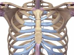 Is your heart under your third rib. Sternum Pain Causes And When To See A Doctor