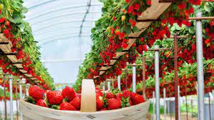 excellent hydroponic strawberries