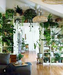 house plants decor
