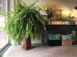 Popular Indoor Plants For Every Home