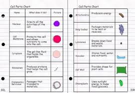 Cell Parts Chart Animal Cell Organelles Cell Parts