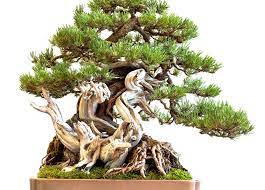 pine bonsai tree varieties how to