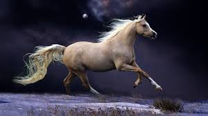wild horse wallpapers and backgrounds