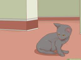 How To Deworm A Kitten 11 Steps With Pictures Wikihow