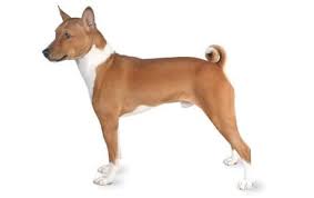 Basenji Dog Breed Information Pictures Characteristics