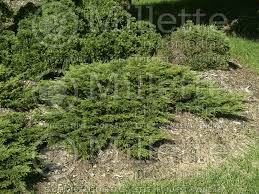 photo of juniperus calgary carpet