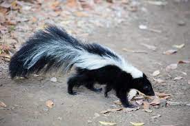 why does my house smell like a skunk