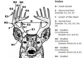 All Time Antler Records Update Now Available On Dnr Website