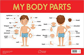 Buy My Body Parts Chart Early Learning Educational Chart