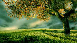 29 tree nature wallpapers