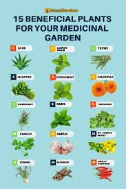 Home Medicinal Herbs Garden Medicine