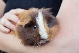 all you need to know about guinea pigs