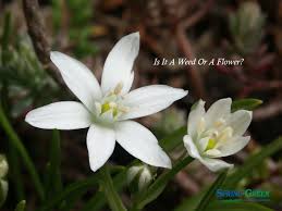 Some white flowers that are. Star Of Bethlehem Flower Or A Weed Spring Green Blog
