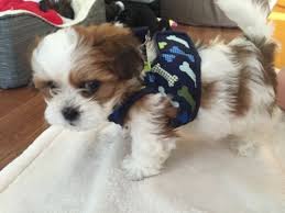 If you have pets like shitzu puppies, you definitely need to know on how are you going to feed them properly. 8 Week Old Shih Tzu Puppy Training Shih Tzu Puppy Shih Tzu Puppy Training